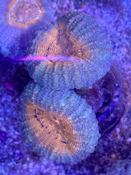 Lobophyllia corymbosa